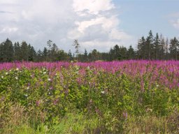 IMGP2355-Skovrydning-med-gederams